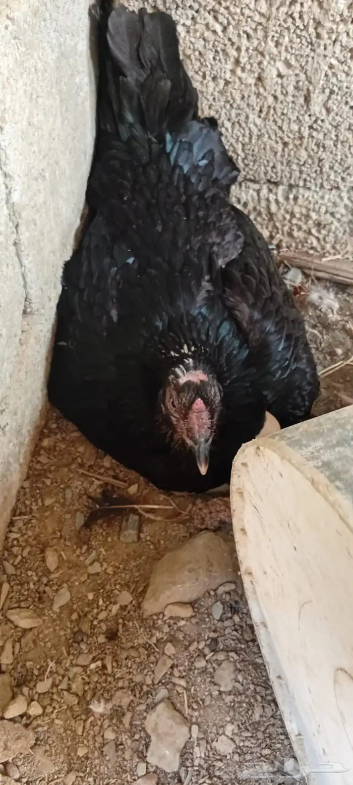للبيع دجاج 0