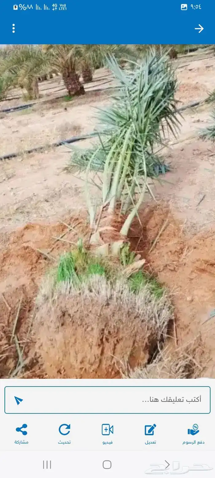 زراعة النخيل والاشجار باانواعها 8