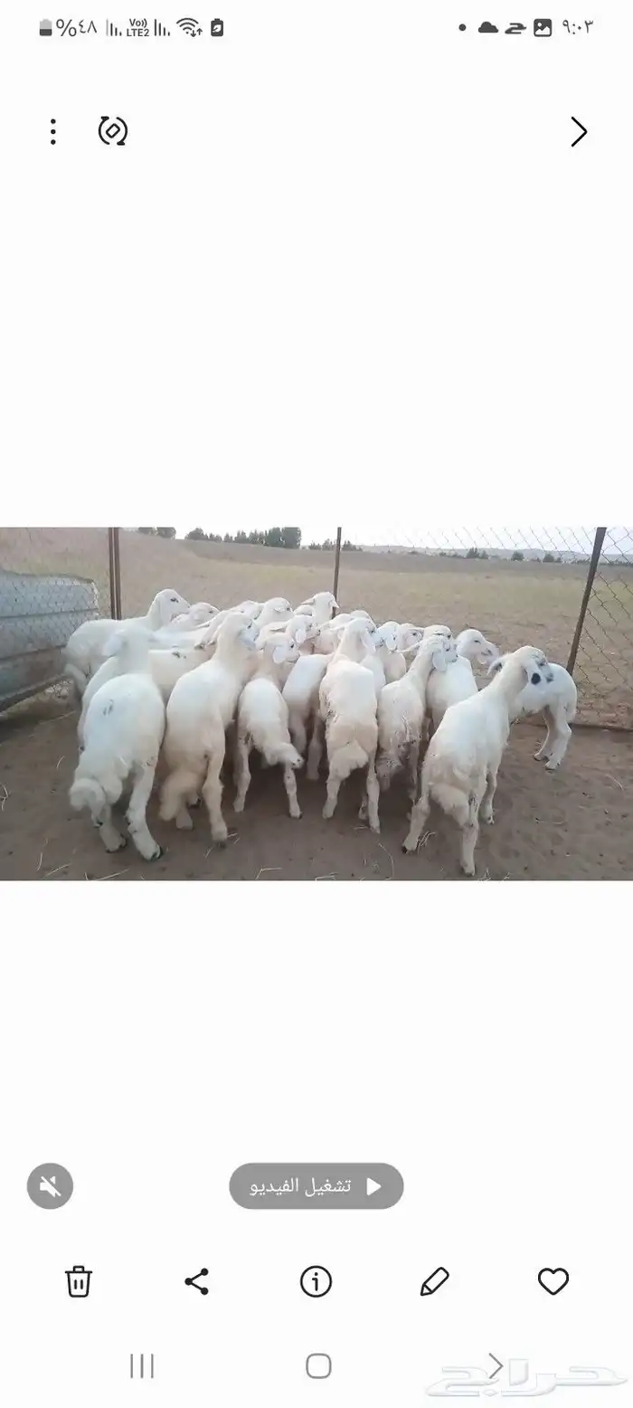 النوع بهم حري   العدد   28 فيها 7 رخال فقط 6