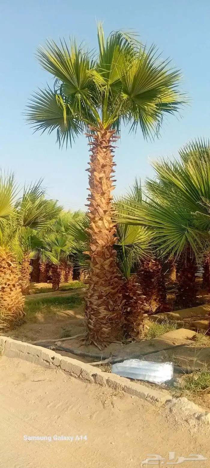 توريد جميع انواع النخل 3