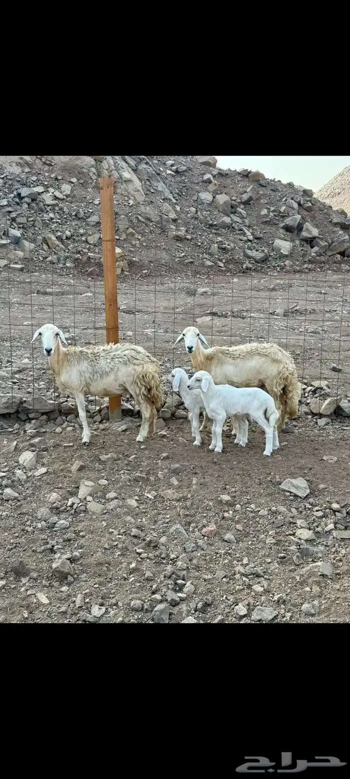 غنم حريات خلفات 2