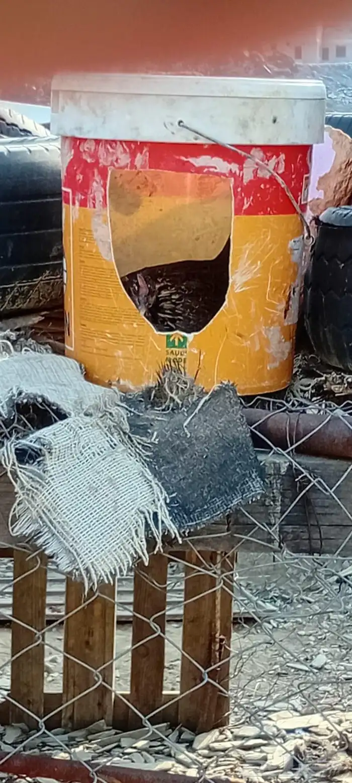 للبيع دجاج 3