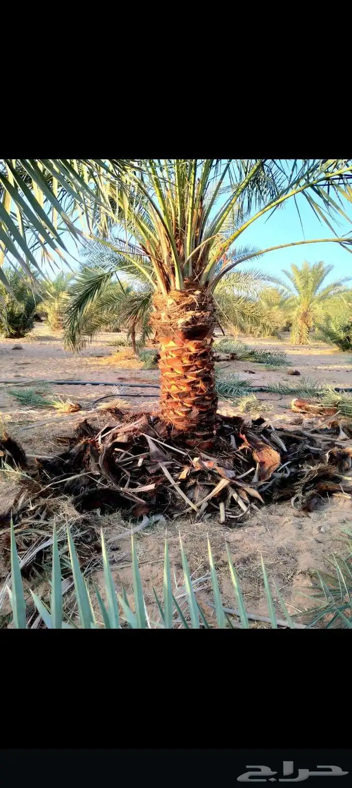 السلام عليكم يوجد لدينا جميع انواع النخيل الغربي وزينه وشبوك 6