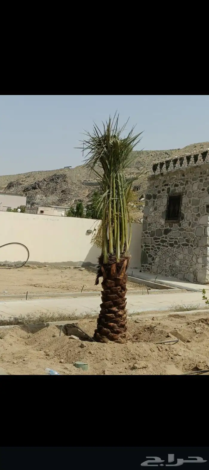 السلام عليكم يوجد لدينا جميع انواع النخيل الغربي وزينه وشبوك 2