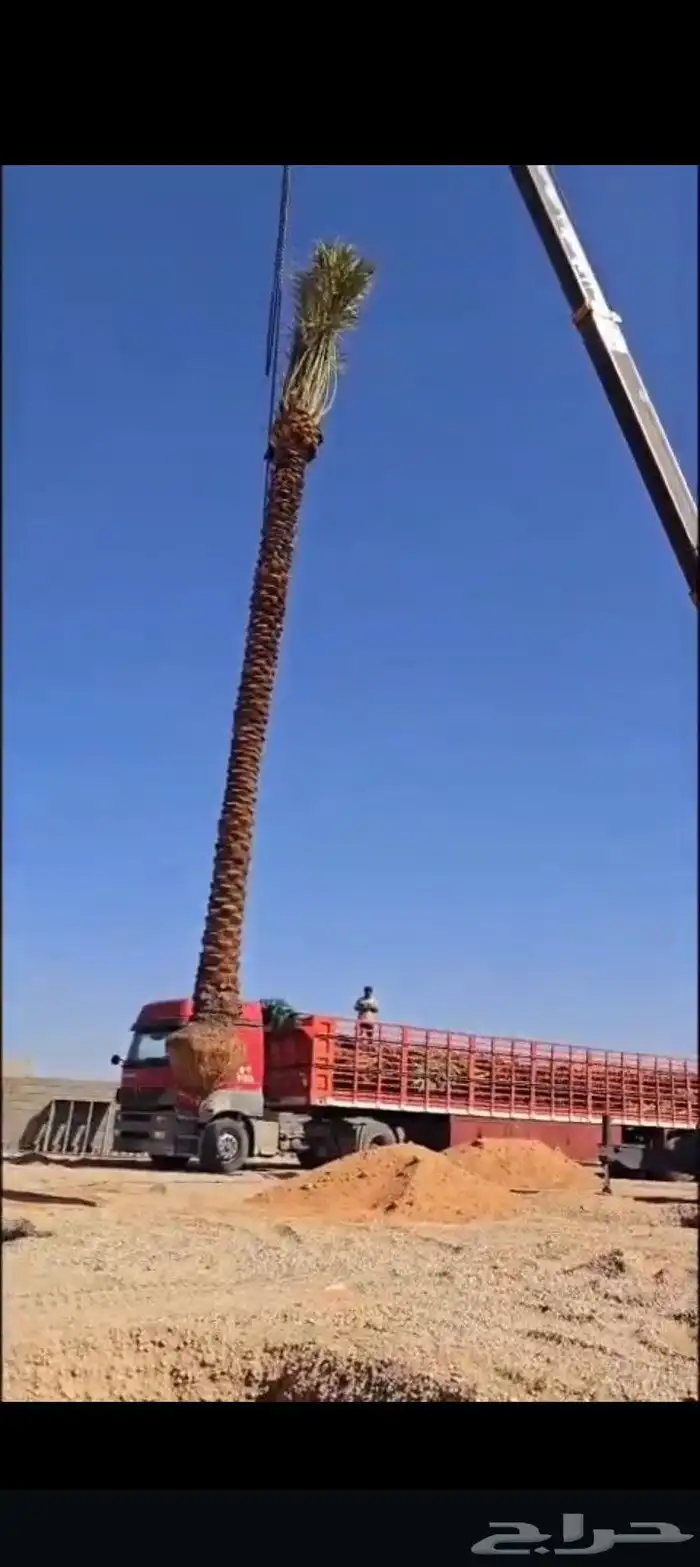 السلام عليكم يوجد لدينا جميع انواع النخيل الغربي وزينه وشبوك 5