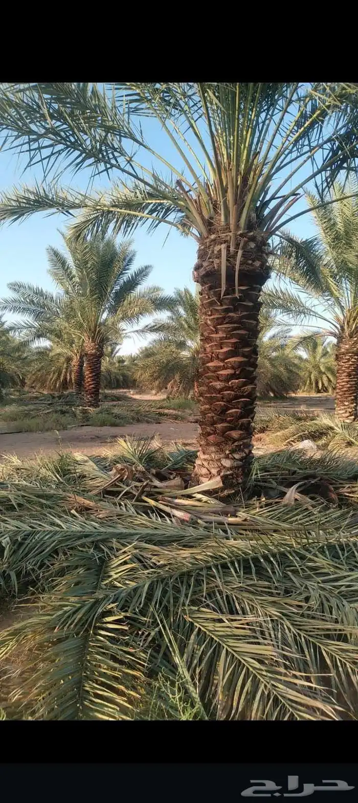 السلام عليكم يوجد لدينا جميع انواع النخيل الغربي وزينه وشبوك 7
