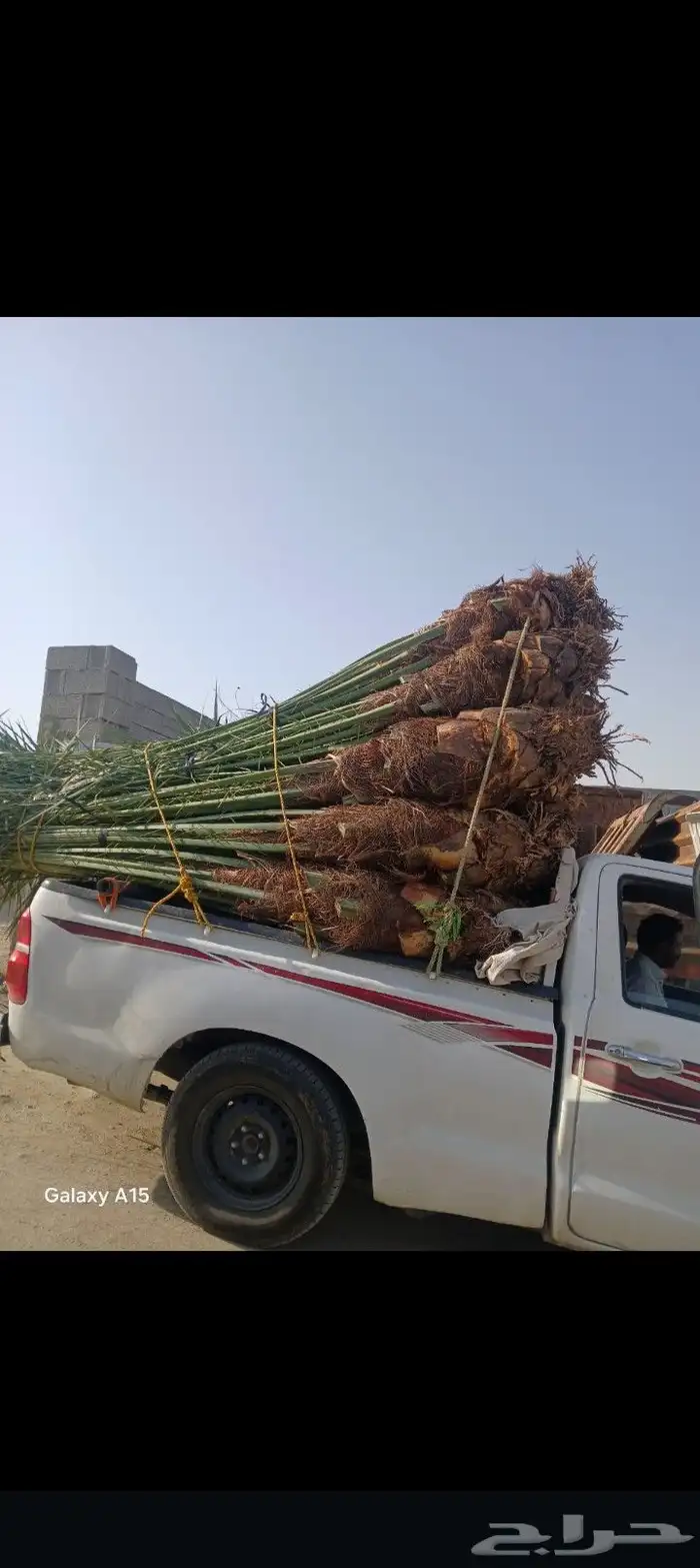 السلام عليكم يوجد لدينا جميع انواع النخيل الغربي وزينه وشبوك 8