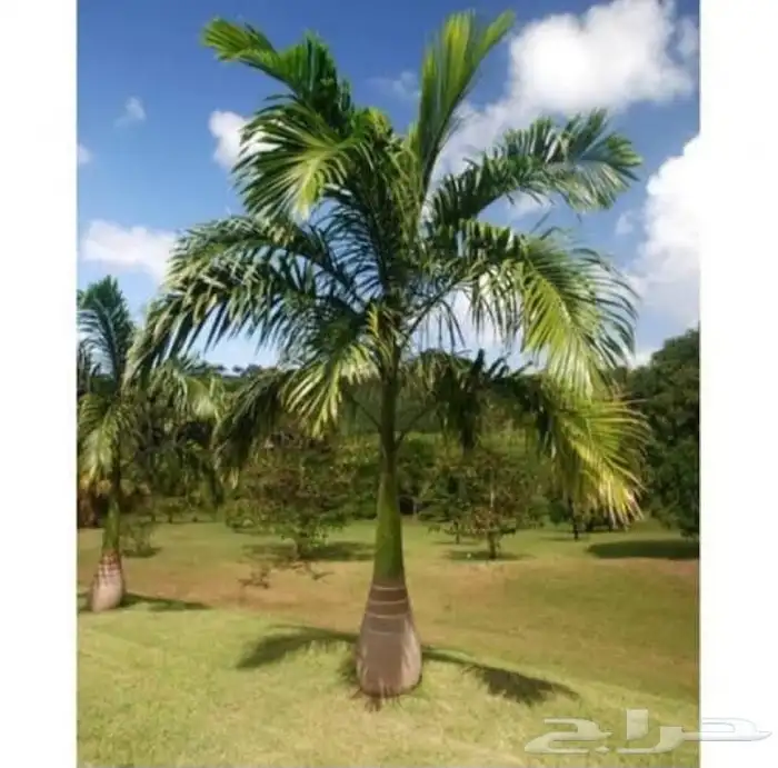 السلام عليكم ورحمه الله وبركاته عندنا نهضه طيب متواجد في مكه 4