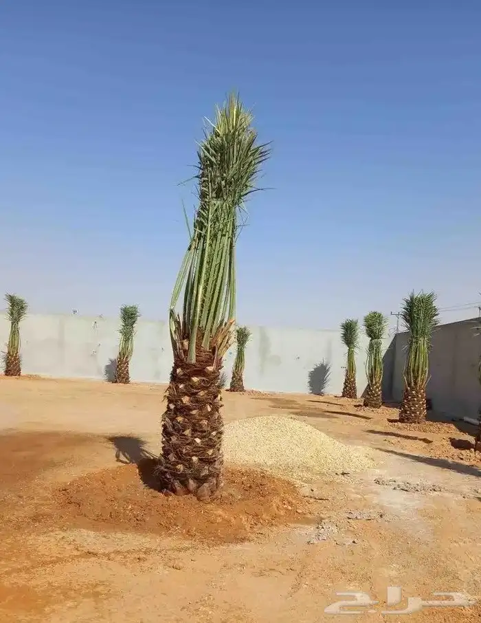 يوجد لدي نخيل بجميع انواعه فسايل ونقايل وجثايث وواشنطني 4