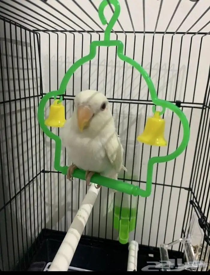 طير روز اليف ونشبه 0