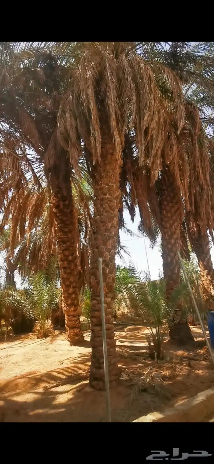 يوجد لدينا نخل عربي ووشنطني للبيع ج 1