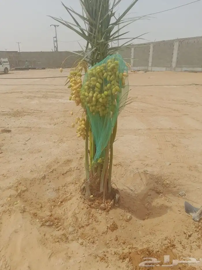 نخل مثمر للبيع خلاص شيشي صقعي نخيل هلالي برحي روثانه مجدول 2