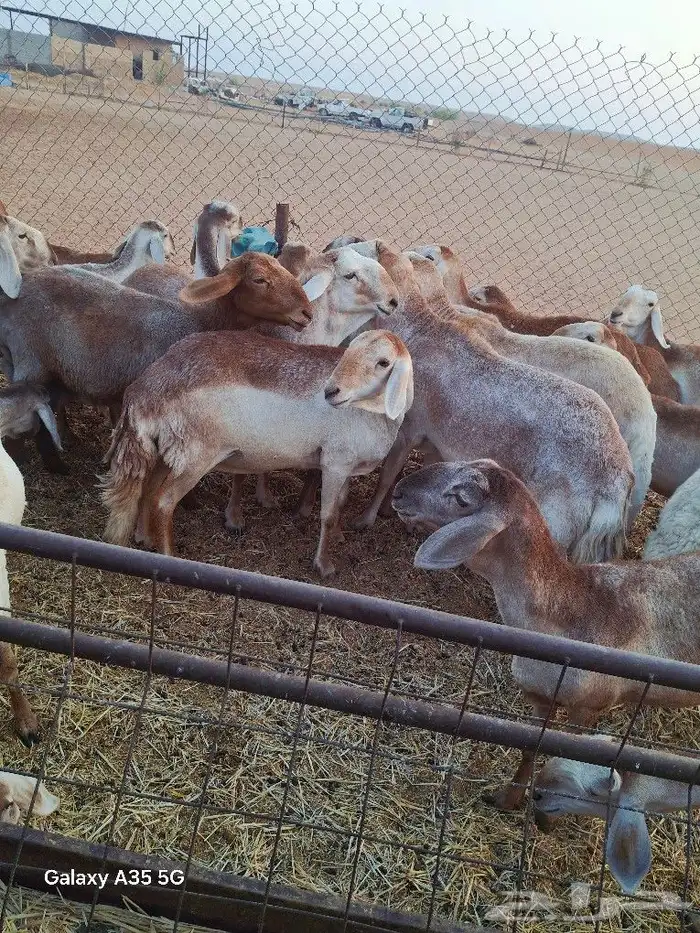 سواكن شياه صنف 3