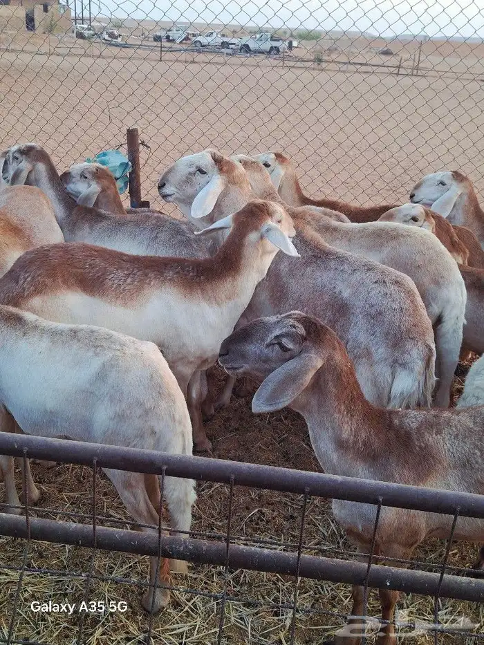 سواكن شياه صنف 0