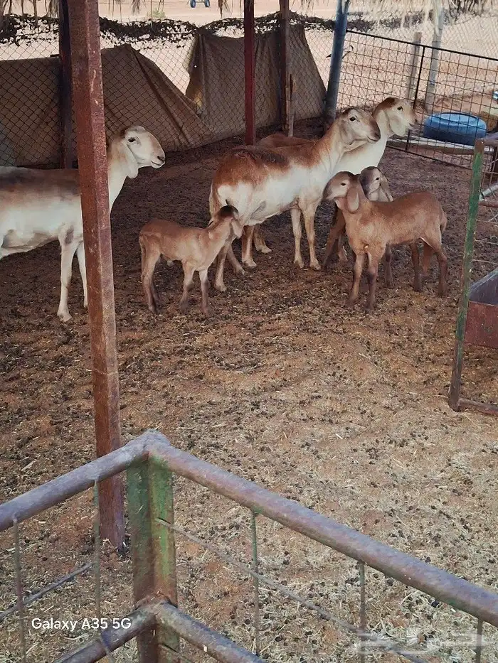سواكن شياه صنف 5