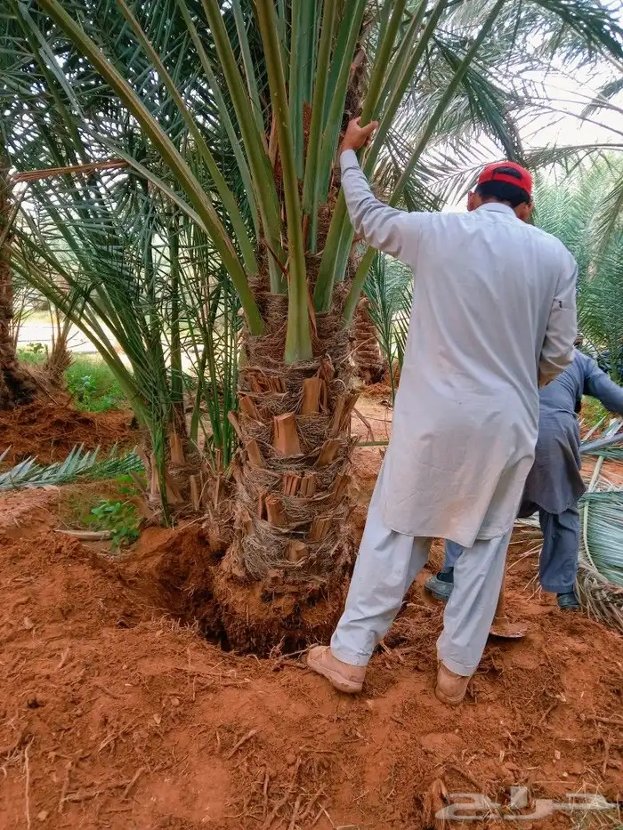 نخل مثمر للبيع شيشي منيفي خضري صقعي نخيل مجدول سكري غر سري 0