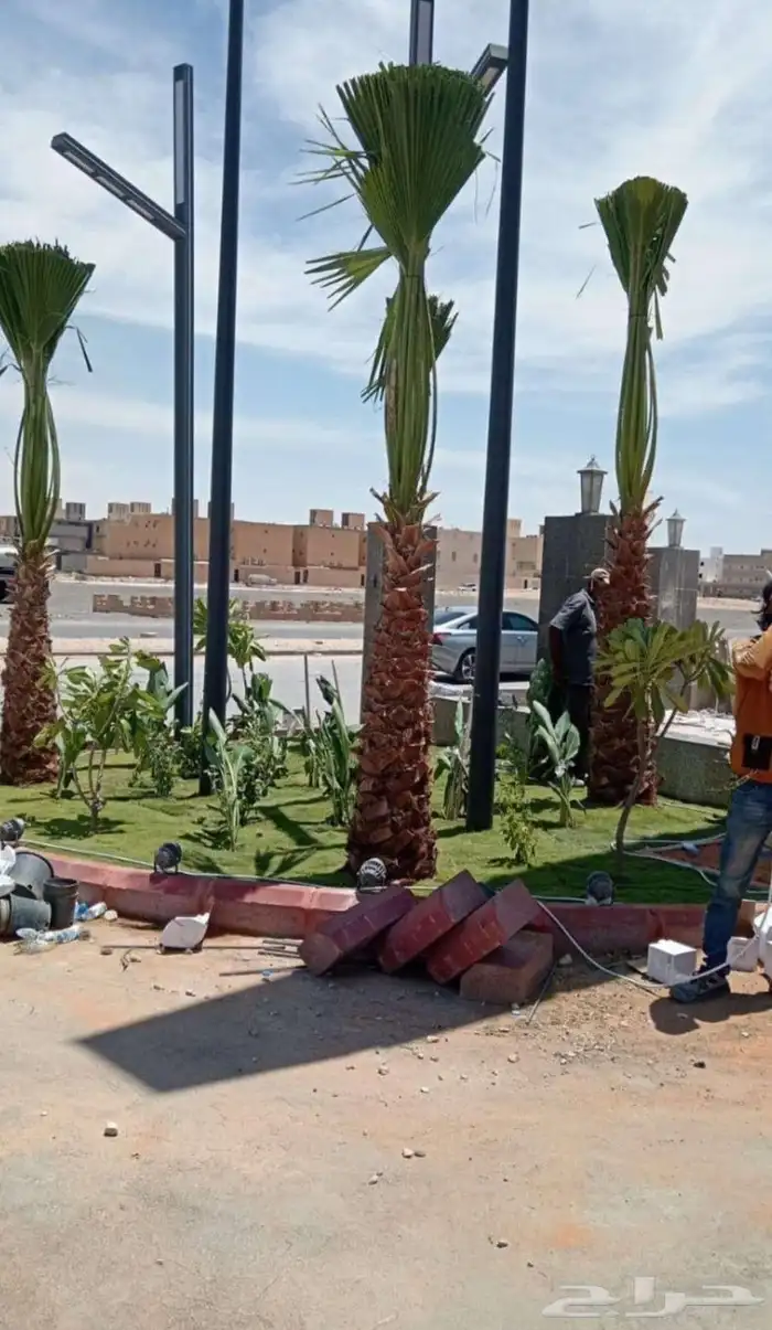 نخل للبيع متر مترين ثلاثه متر نخيل نقايل فروخ فسايل واشنطني 6