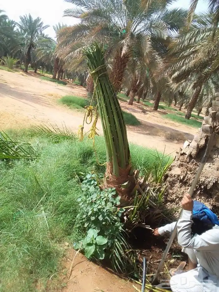 يوجد لدينا جميع انواع النخيل المثمره وجميع المقاسات المختلفه 3