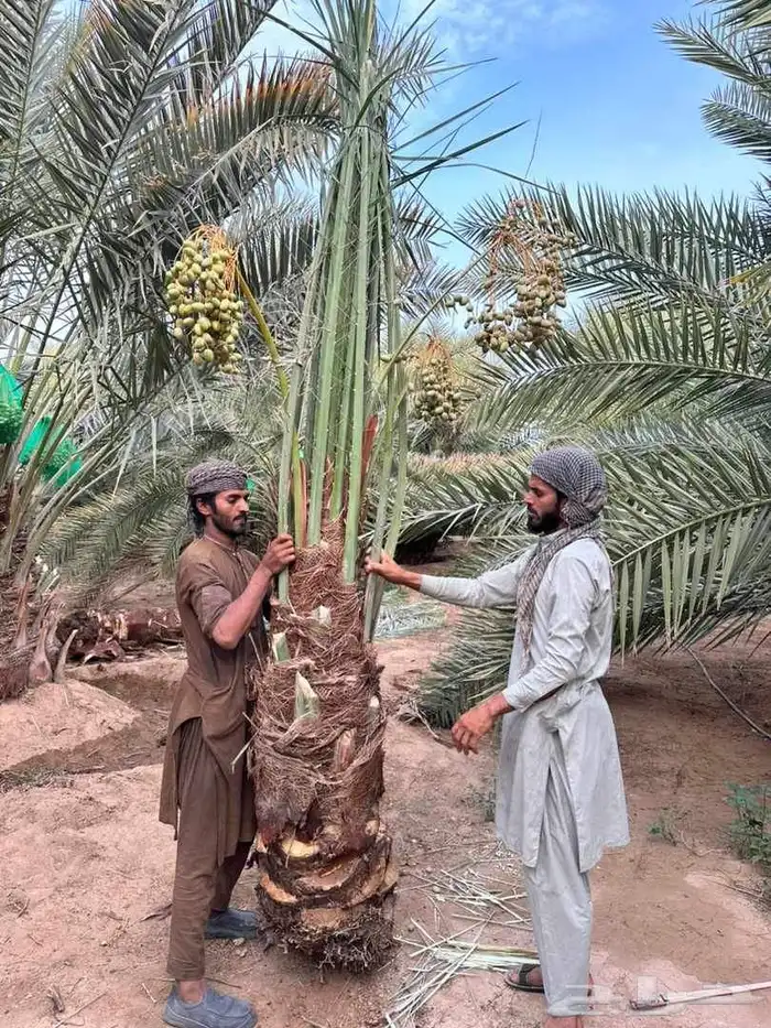 السلام عليكم ورحمه الله وبركاته عندنا 35 نخله متواجده في مك 6