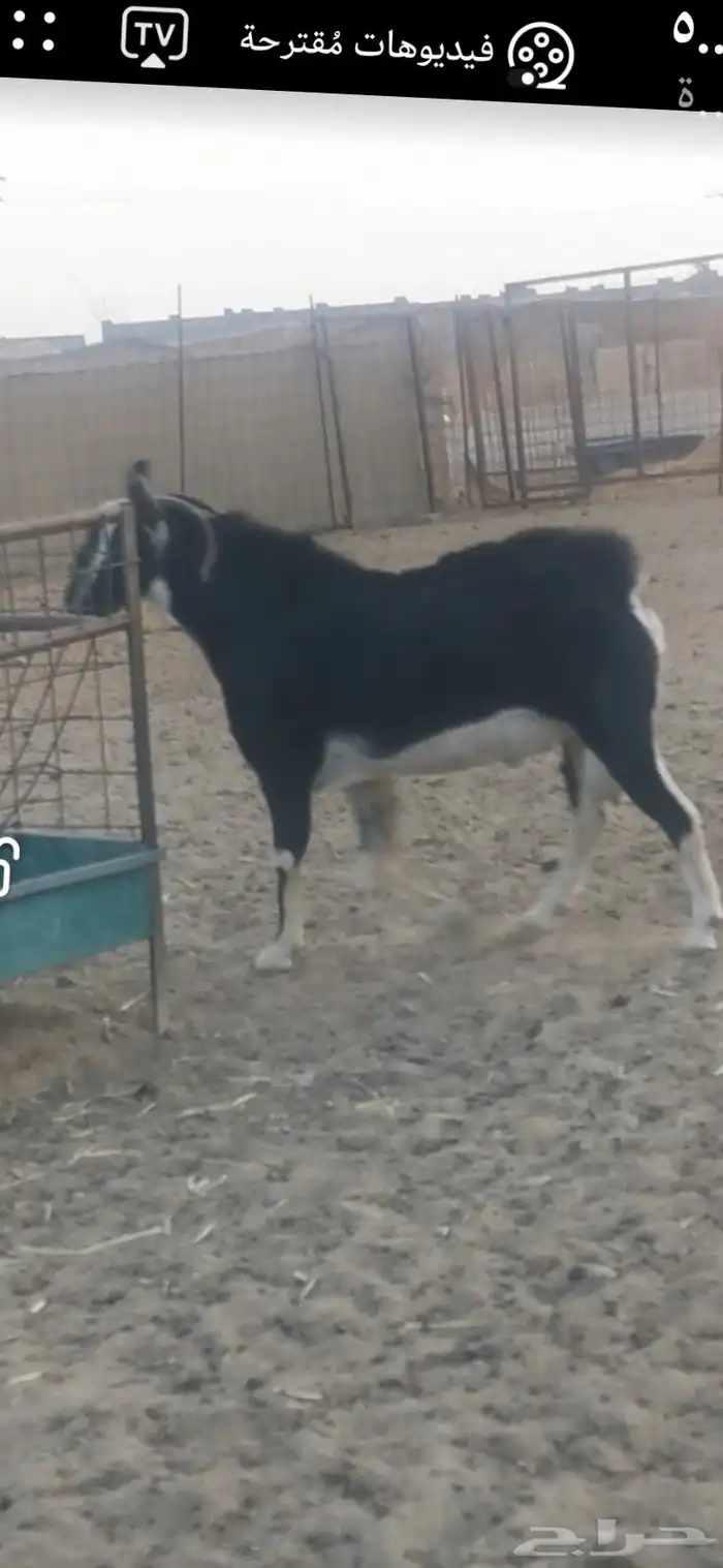 الماعز الحو العربي 0