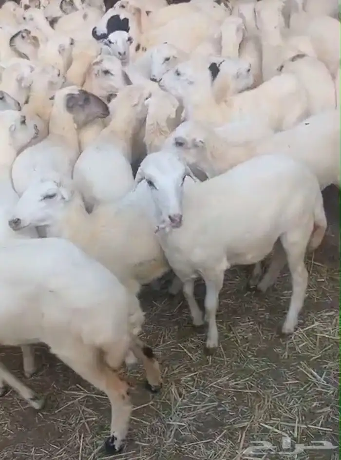 رخال طيبه رفيديات اسعار طيبة 3