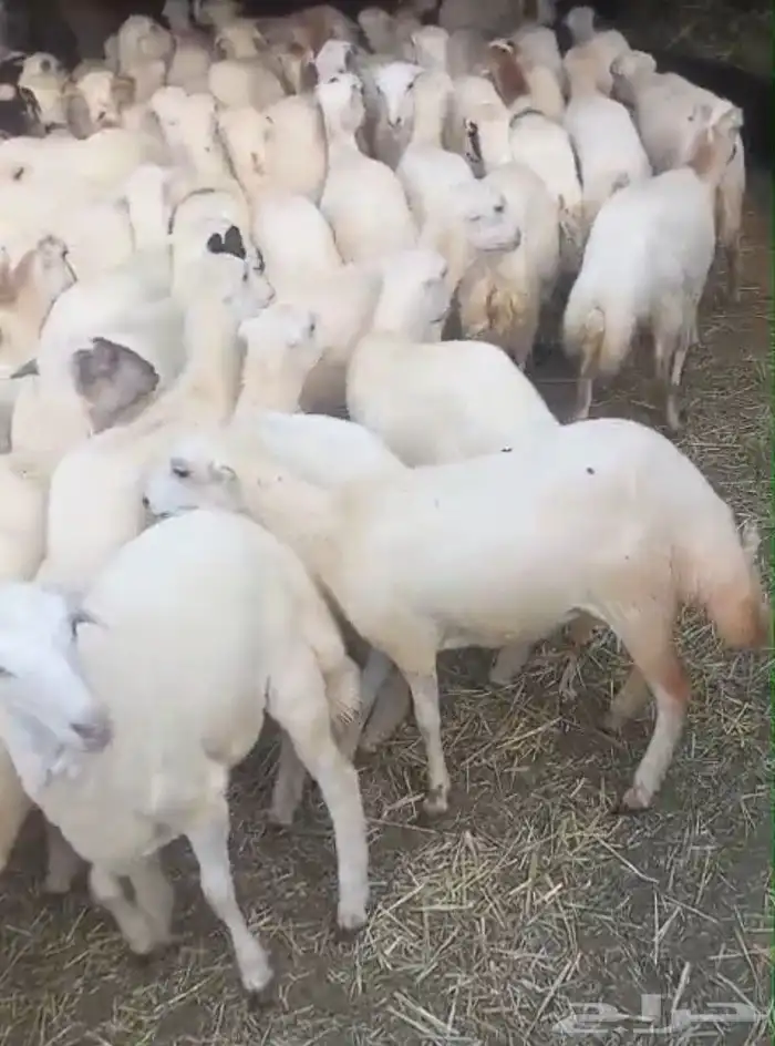 رخال طيبه رفيديات اسعار طيبة 1