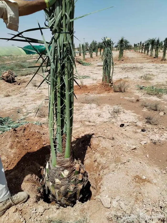 نخل مثمر للبيع اخلاص سكري برحي صقعي مجدول ونانه شيشي غر 6
