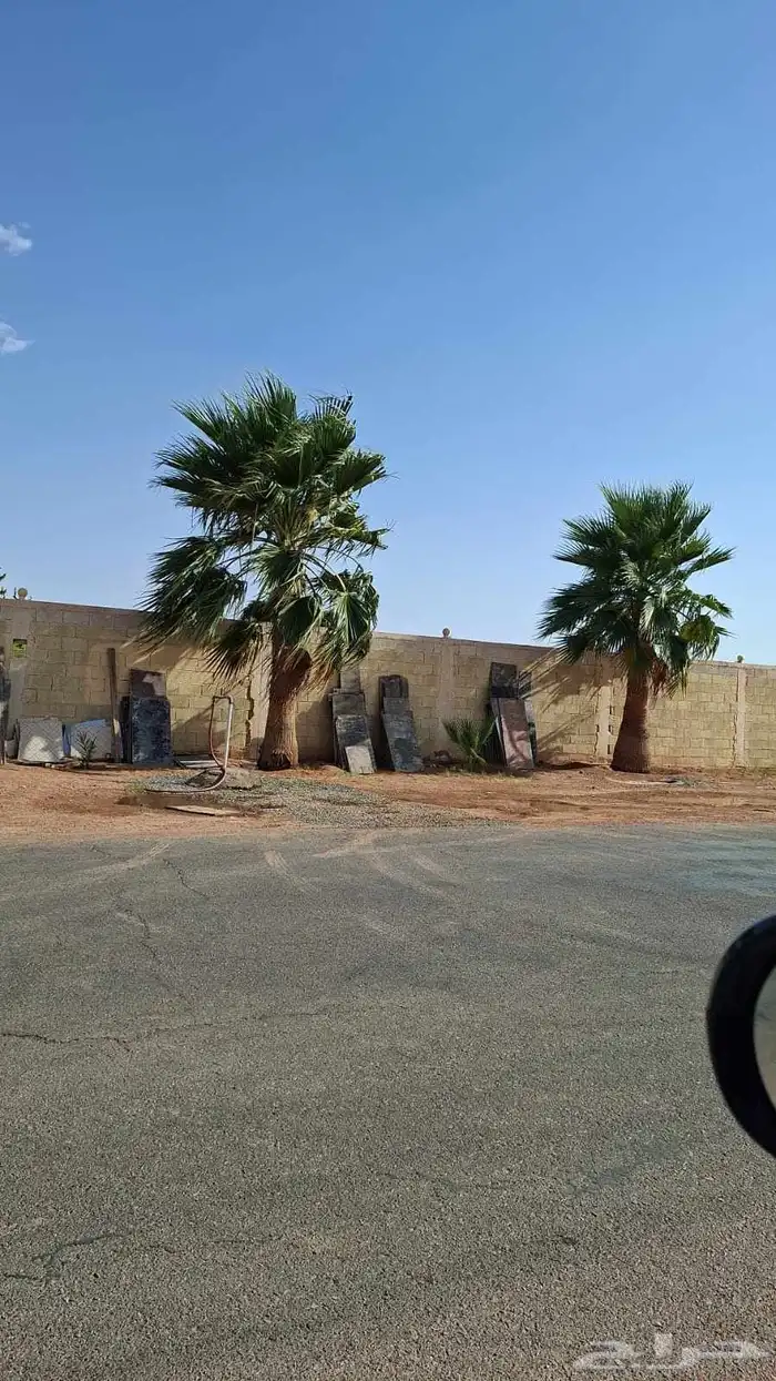 اشجار للبيع مع الجث والنقل 12