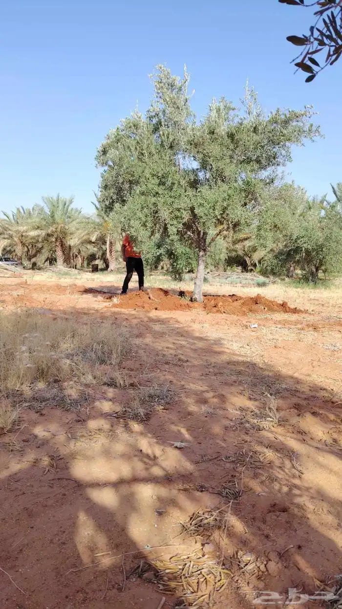 يوجد لدينا نخل عربي 7