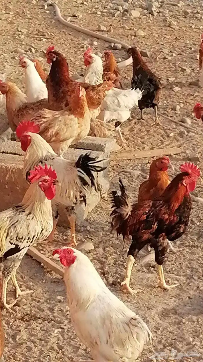 دجاج بلدي للبيع 0