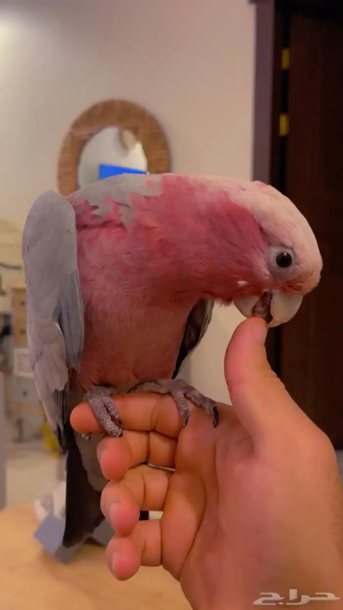 ببغاء كوكاتو قالا متكلم قمه ف الولافه امن ع الاطفال 2