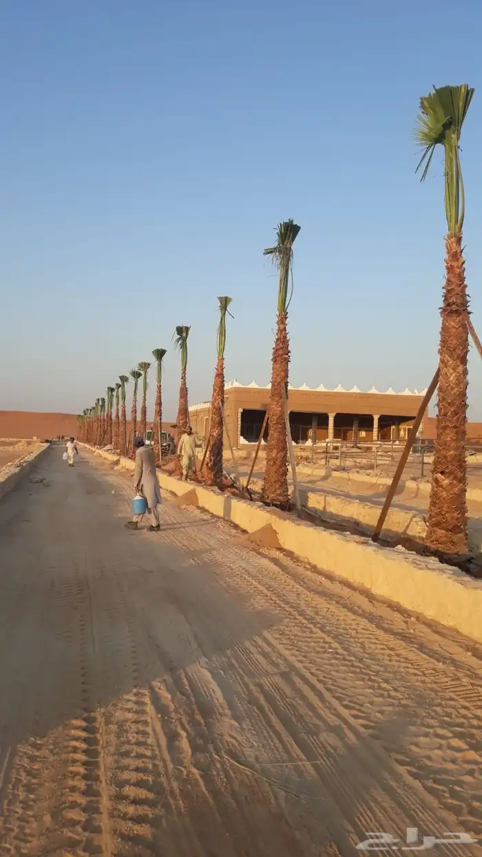 نخل واشنطني للبيع 0
