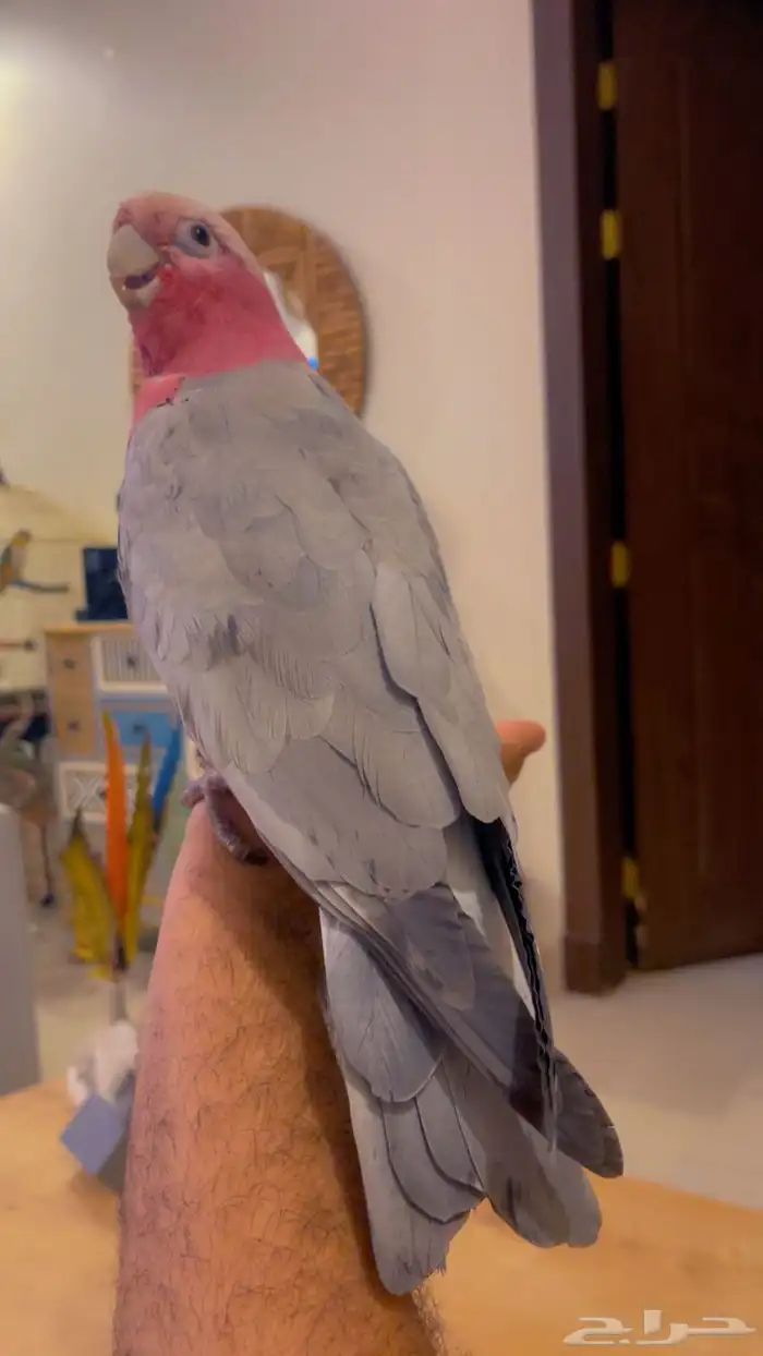 ببغاء كوكاتو قالا متكلم قمه ف الولافه امن ع الاطفال 5