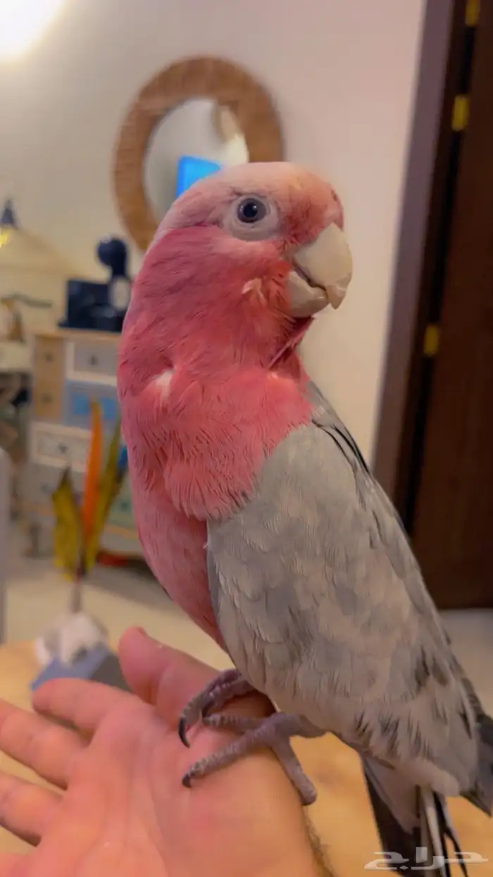 ببغاء كوكاتو قالا متكلم قمه ف الولافه امن ع الاطفال 6