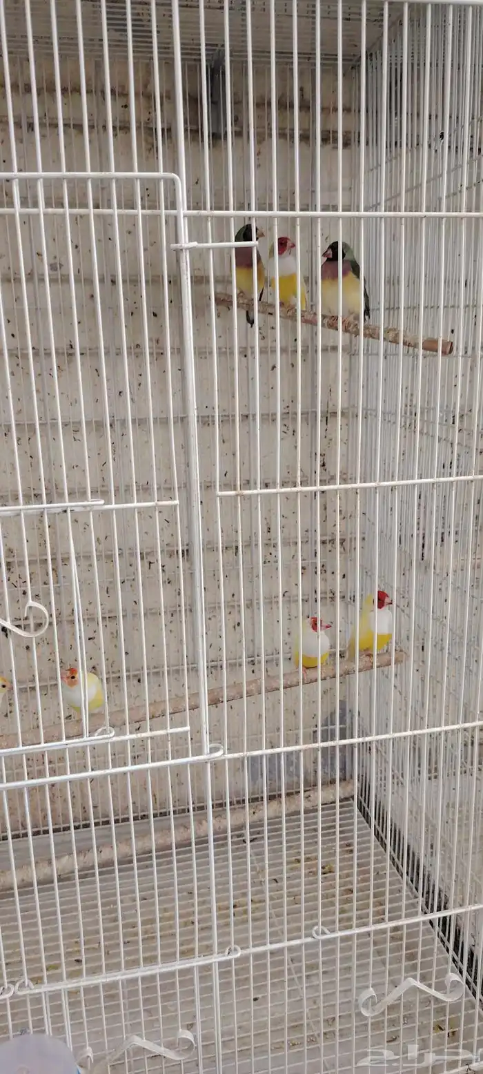 اجواز كروان واجواز قولدن فينش 6