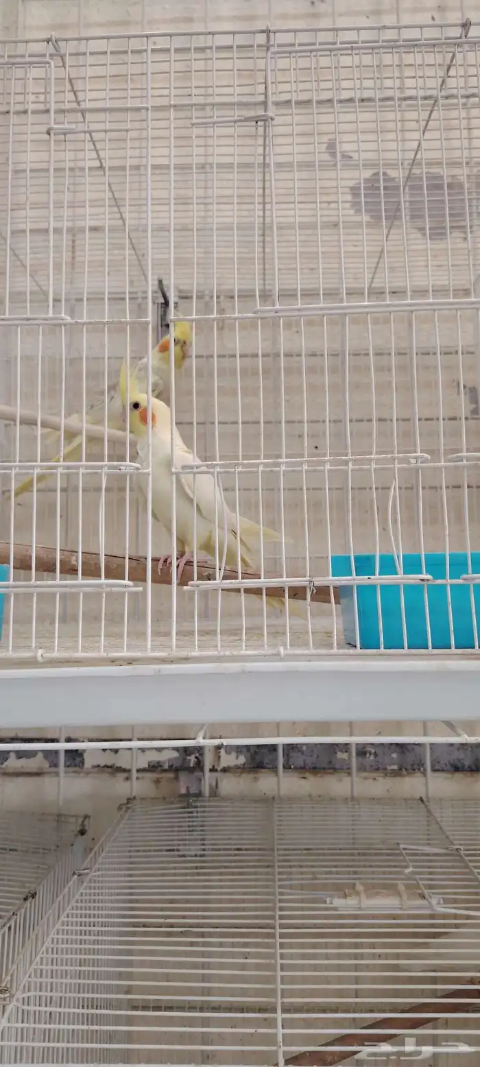 اجواز كروان واجواز قولدن فينش 2