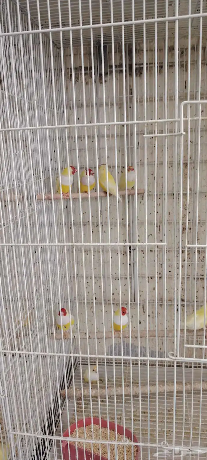 اجواز كروان واجواز قولدن فينش 5