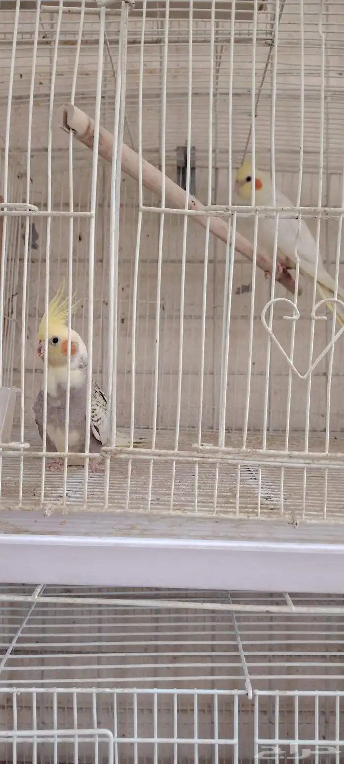 اجواز كروان واجواز قولدن فينش 4