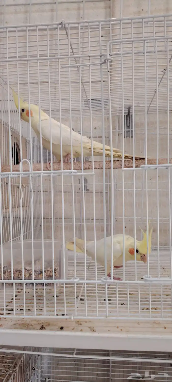 اجواز كروان واجواز قولدن فينش 1