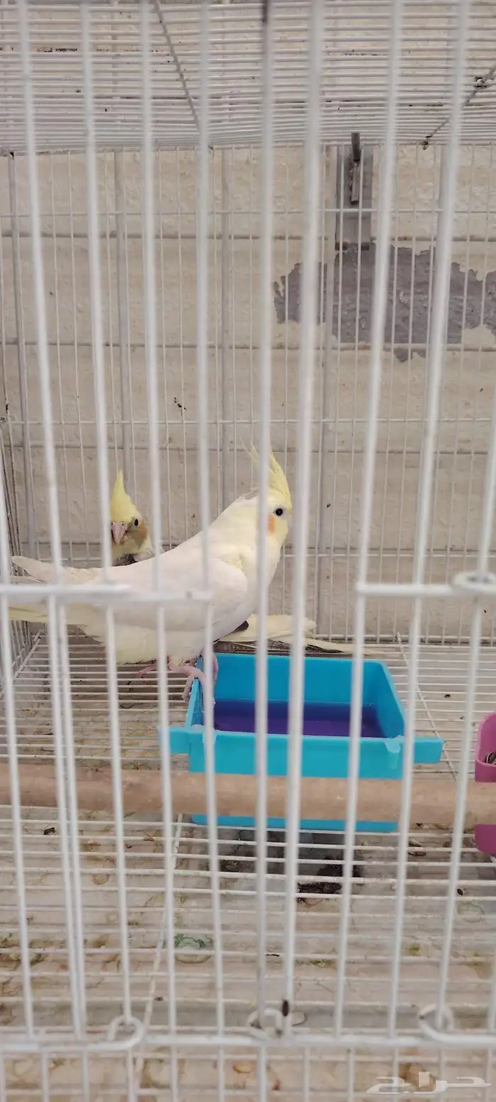 اجواز كروان واجواز قولدن فينش 3