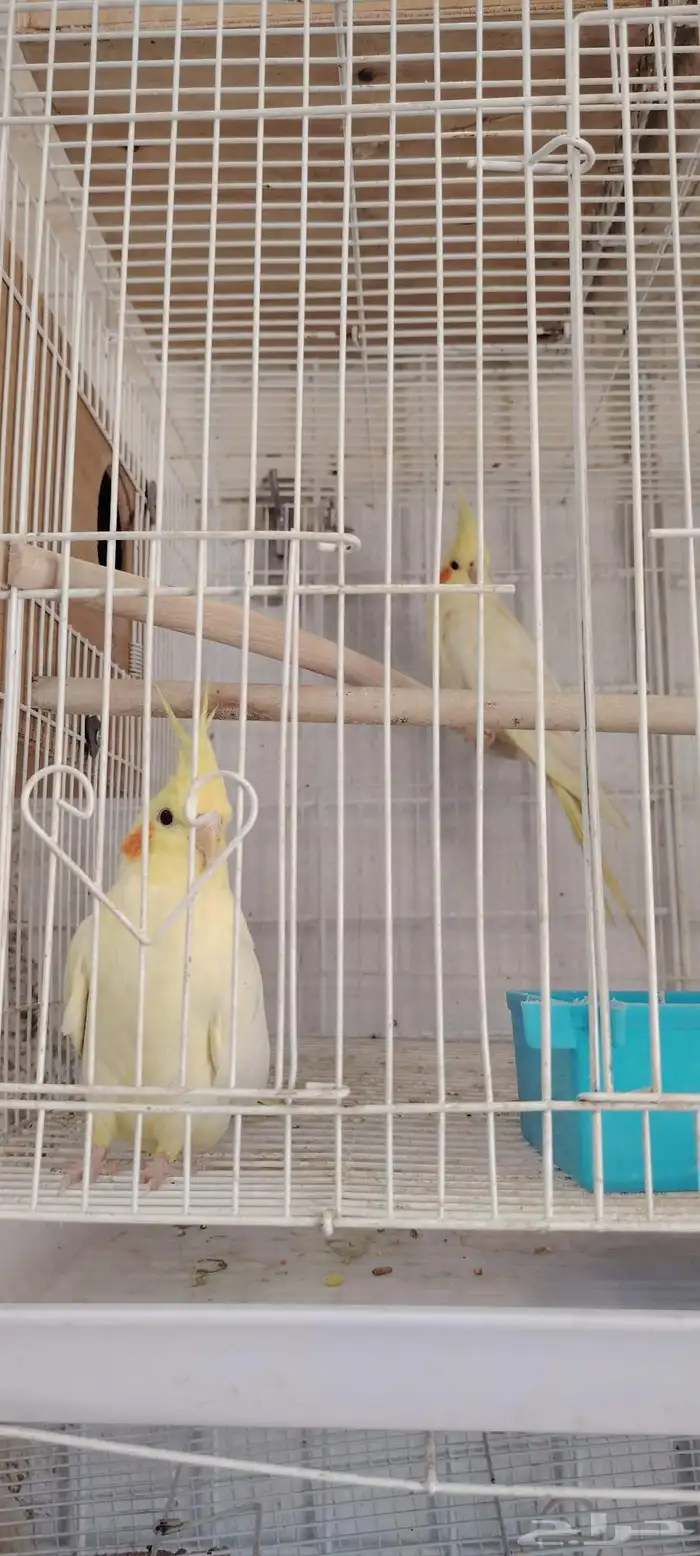 اجواز كروان واجواز قولدن فينش 0