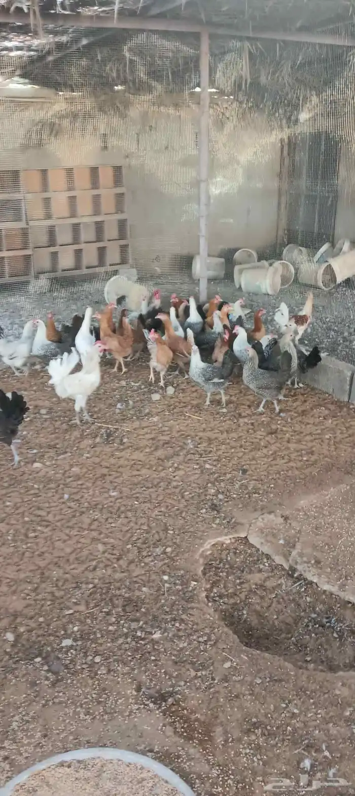 دجاج بياض شرط حوالي 30 دجاجة اول انتاج 3