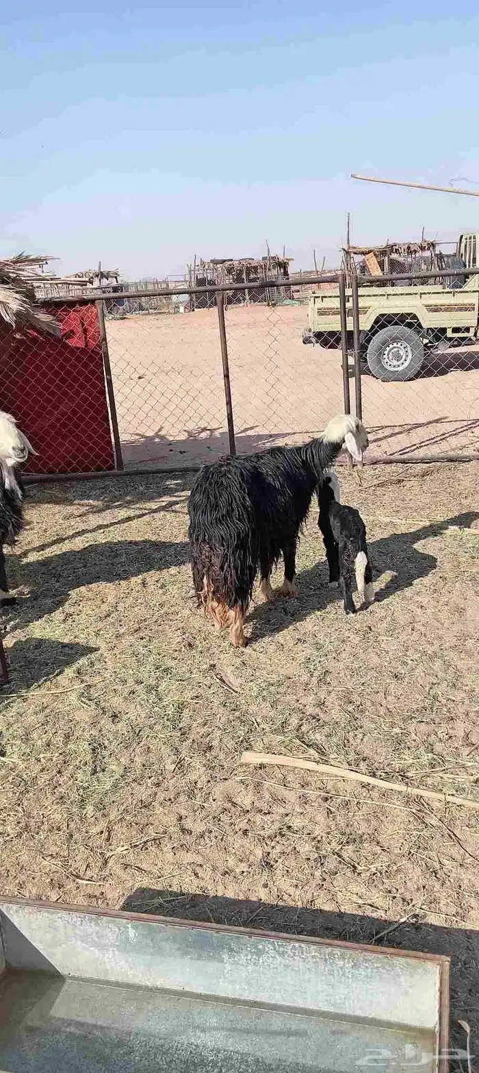 يا مدور الزين القناي الليبي ياسس مراح نجد مواليد 3