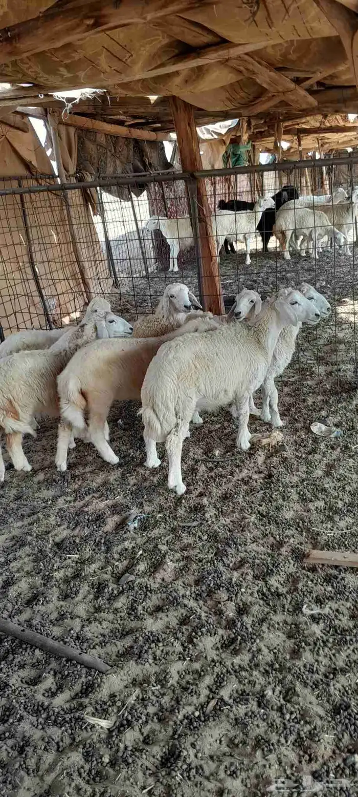 ضأن حرية للبيع 3