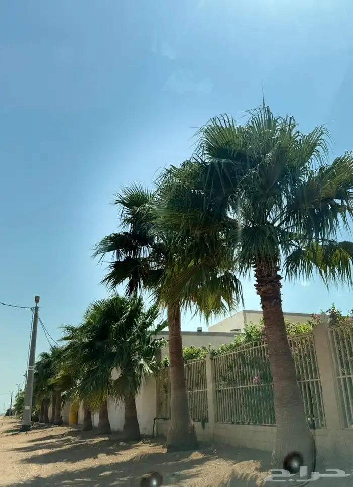 اشجار للبيع مع الجث والنقل 9