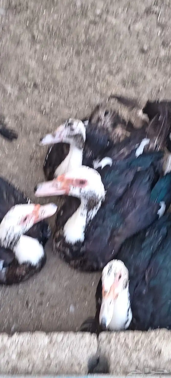 بط مسكوفي العدد28البيع كامل 4