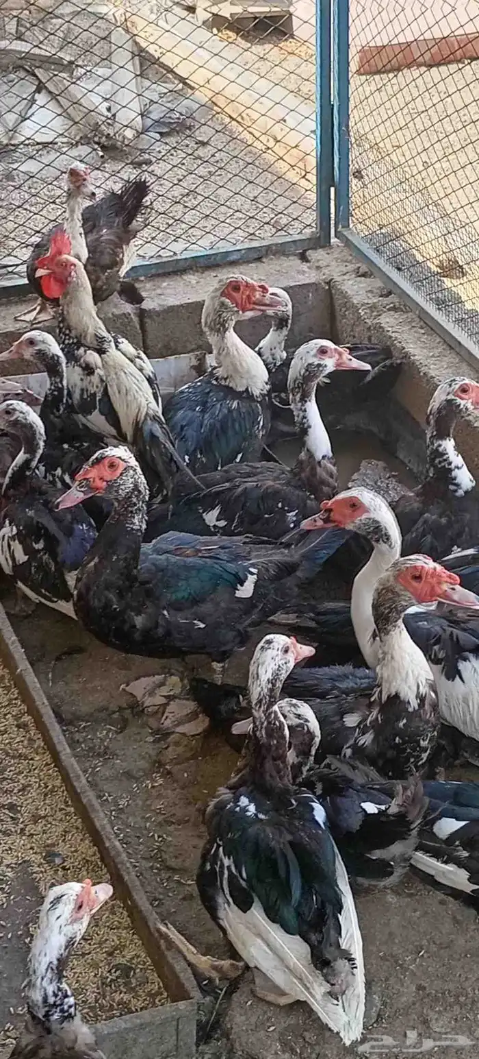 بط مسكوفي العدد28البيع كامل 2