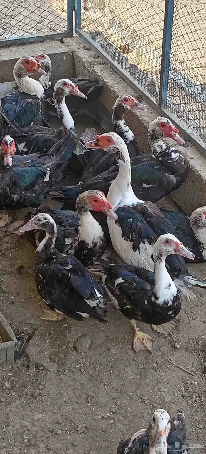 بط مسكوفي العدد28البيع كامل 5