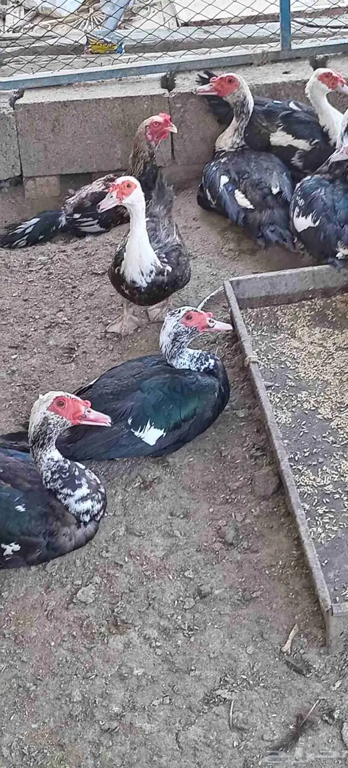 بط مسكوفي العدد28البيع كامل 3