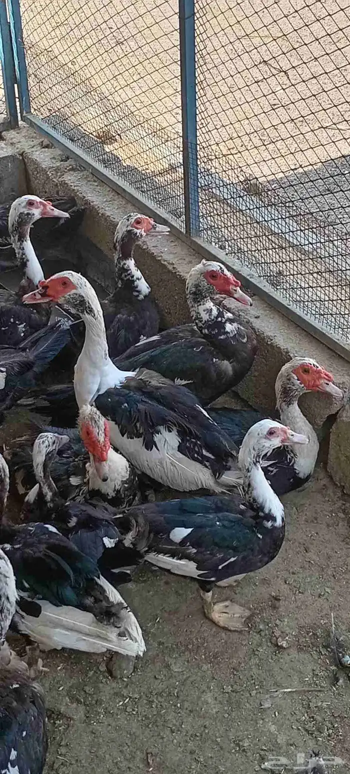 بط مسكوفي العدد28البيع كامل 0